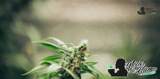 Silver Haze strain marihuana: Opiniones y Efectos Silver Haze strain