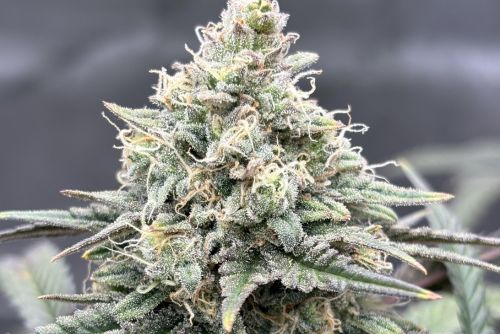 Silver Haze strain