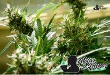 slapz strain
