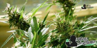 Slapz strain marihuana: Opiniones y Efectos slapz strain