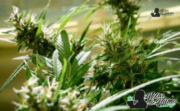Slapz strain marihuana: Opiniones y Efectos slapz strain