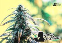 Snowball strain marihuana: Opiniones y Efectos