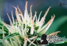 Snowman OG strain marihuana: Opiniones y Efectos Snowman strain