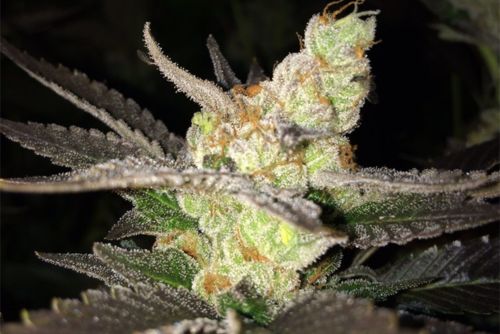 Sour OG strain