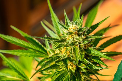 Sour OG strain