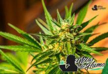 Sour OG strain marihuana: Opiniones y Efectos