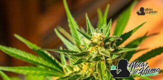 Sour OG strain marihuana: Opiniones y Efectos
