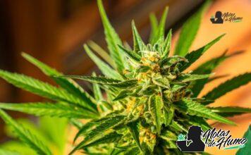 Sour OG strain marihuana: Opiniones y Efectos