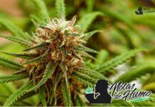 Strawberry Diesel strain marihuana: Opiniones y Efectos Strawberry Diesel strain