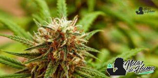 Strawberry Diesel strain marihuana: Opiniones y Efectos Strawberry Diesel strain