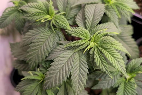 Strawberry Diesel strain