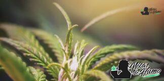 Strawberry Runtz strain marihuana: Opiniones y Efectos