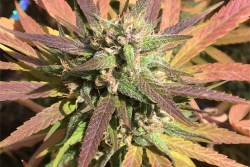 Sugar Cookie strain