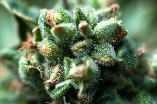 Sugar Cookie strain