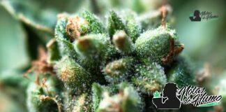 Sugar Cookie strain marihuana: Opiniones y Efectos