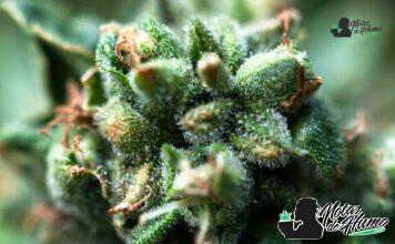 Sugar Cookie strain marihuana: Opiniones y Efectos