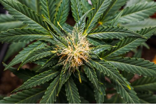 Super Sour Diesel strain