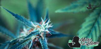 Super Sour Diesel strain marihuana: Opiniones y Efectos Super Sour Diesel strain