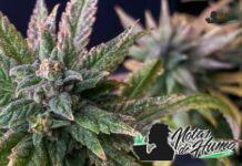 Sweet Tooth strain marihuana: Opiniones y Efectos Sweet Tooth strain