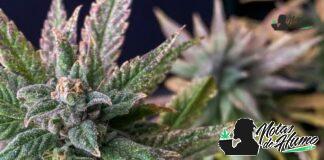 Sweet Tooth strain marihuana: Opiniones y Efectos Sweet Tooth strain