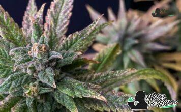 Sweet Tooth strain