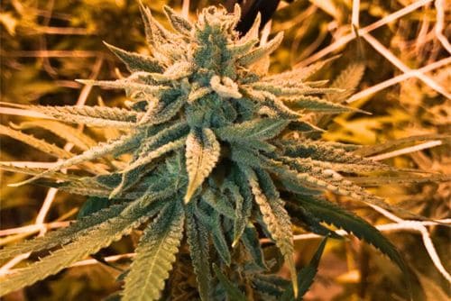 Tangerine Dream strain