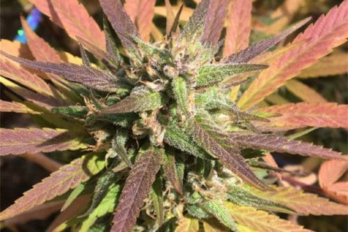 Tangerine Dream strain