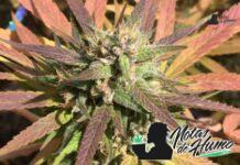 Tangerine Dream strain: Opiniones y Efectos Tangerine Dream strain