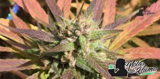 Tangerine Dream strain