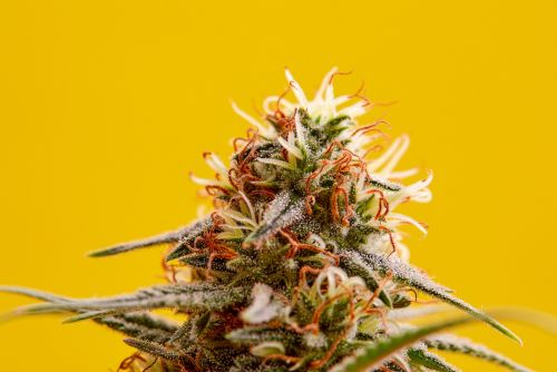 The Soap strain