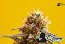 The Soap strain marihuana: Opiniones y Efectos The Soap strain