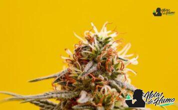The Soap strain marihuana: Opiniones y Efectos The Soap strain