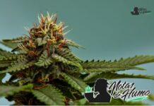Triple Scoop strain