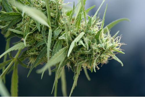 Tropical Runtz strain