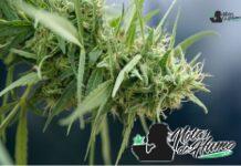 Tropical Runtz strain