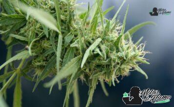 Tropical Runtz strain