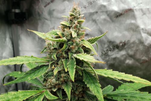Tropical Runtz strain