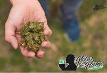 Tropicana Cookies strain: Opiniones y Efectos Tropicana Cookies strain