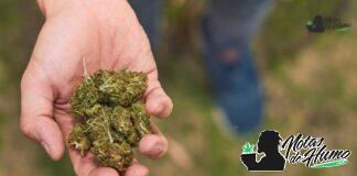 Tropicana Cookies strain: Opiniones y Efectos Tropicana Cookies strain