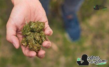 Tropicana Cookies strain: Opiniones y Efectos Tropicana Cookies strain