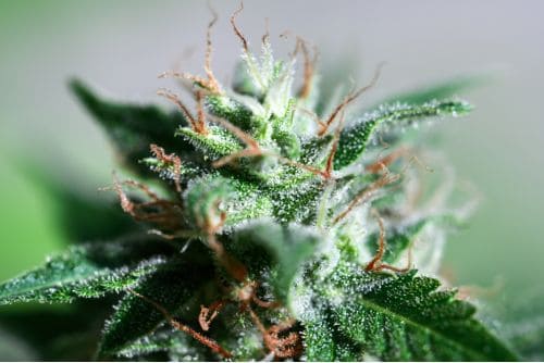 Truffle Cake strain