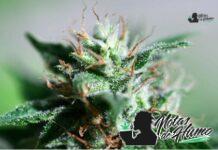 Truffle Cake strain marihuana: Opiniones y Efectos Truffle Cake strain