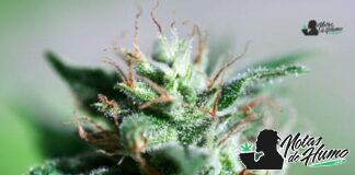 Truffle Cake strain marihuana: Opiniones y Efectos Truffle Cake strain