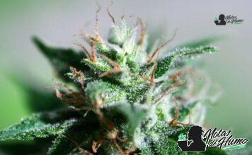 Truffle Cake strain marihuana: Opiniones y Efectos Truffle Cake strain