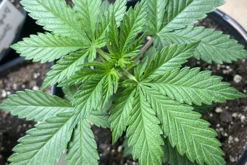 Truffle Cake strain