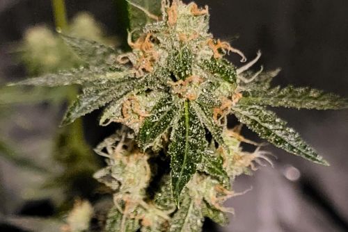 Truffles Weed strain