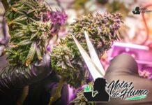 Truffles Weed strain: Opiniones y Efectos Truffles Weed strain