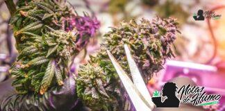 Truffles Weed strain