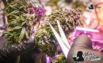 Truffles Weed strain: Opiniones y Efectos Truffles Weed strain