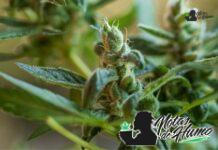 Unicorn Poop strain